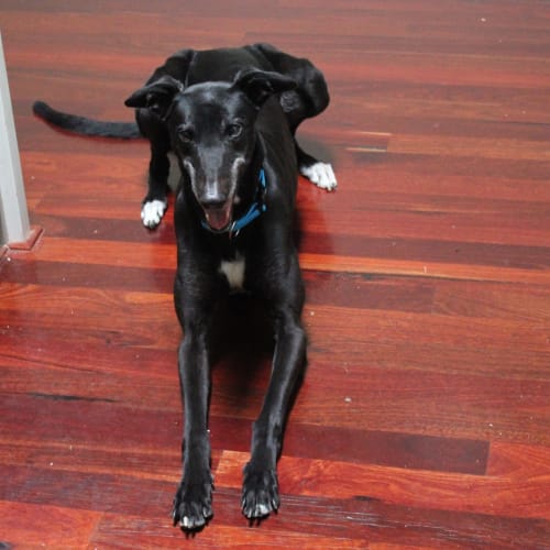 “Bonnie”, The Knockabout Girl. Cat Friendly. Melb.