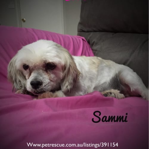 Sammi