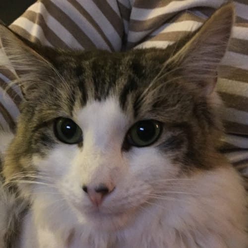Tibalt