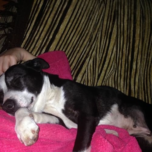 Gertie