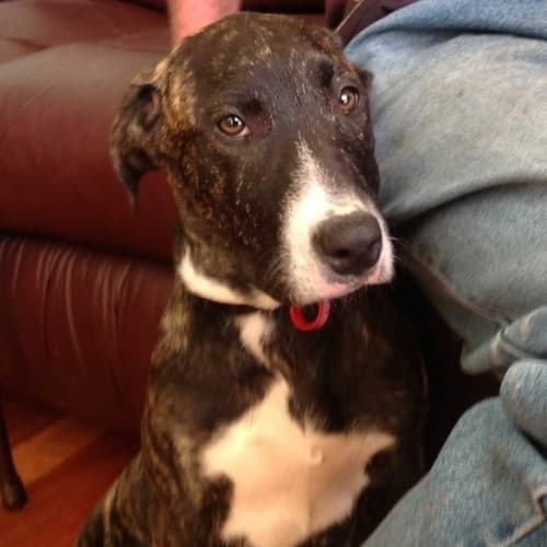 Nellie (Dog/Cat/Poultry Friendly)