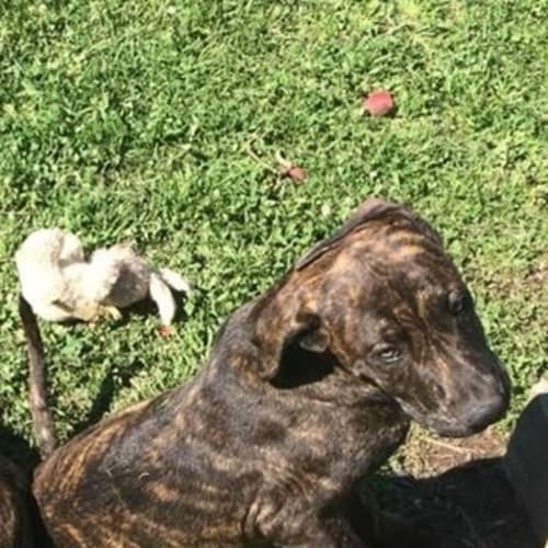 Charlotte (Dog/Child/Cat Friendly)