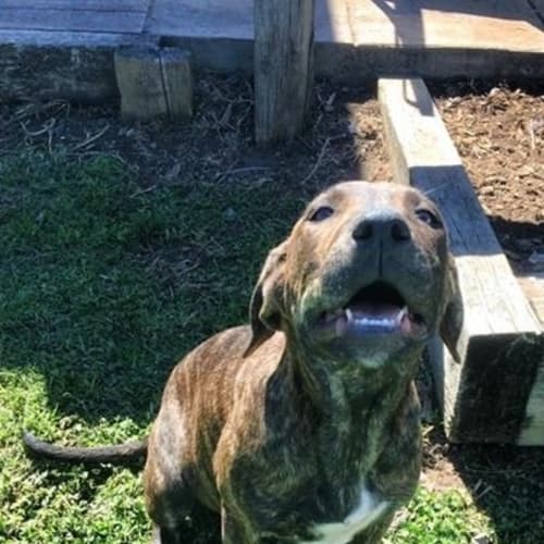 Calamity Jane (Dog Friendly)