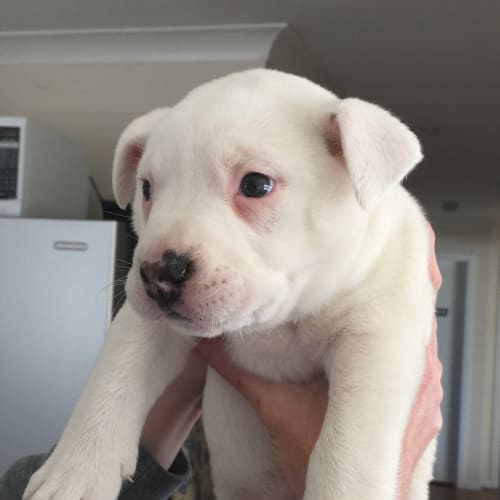 Candy (Dog/Child/Cat Friendly)