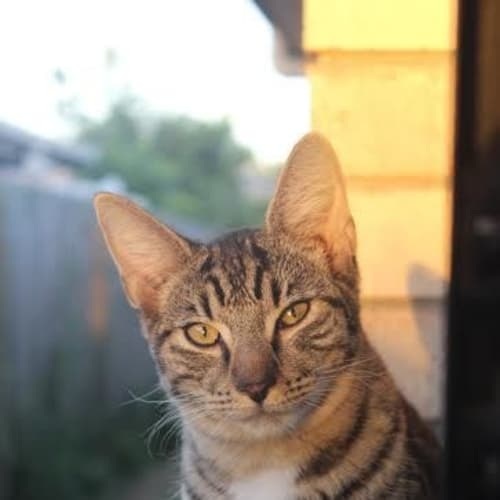 Tigger