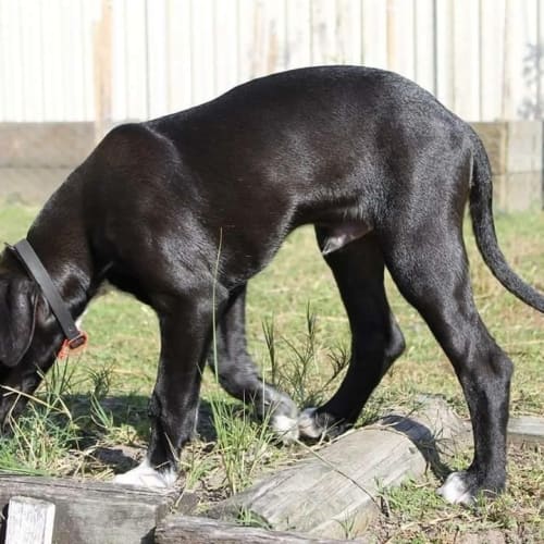 Leo (Dog/Poultry Friendly)