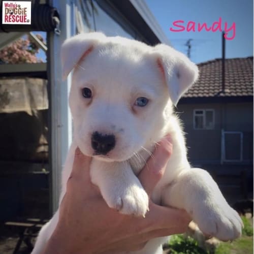 Sandy (Dog/Child/Cat Friendly)