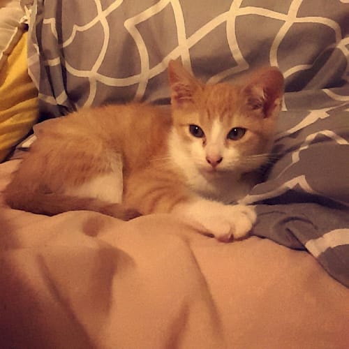 Charles (Available for Pre-Adoption)