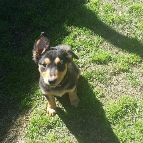River (Dog/Cat/Child Friendly)