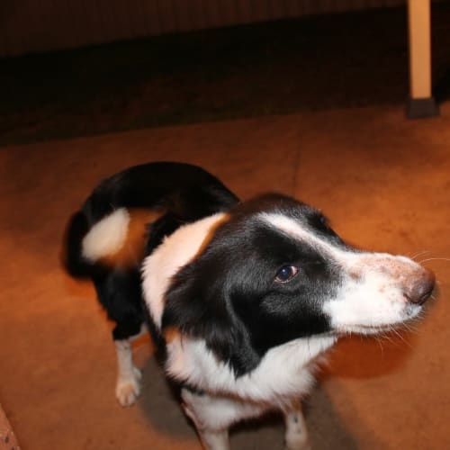 Jet (Dog Friendly)