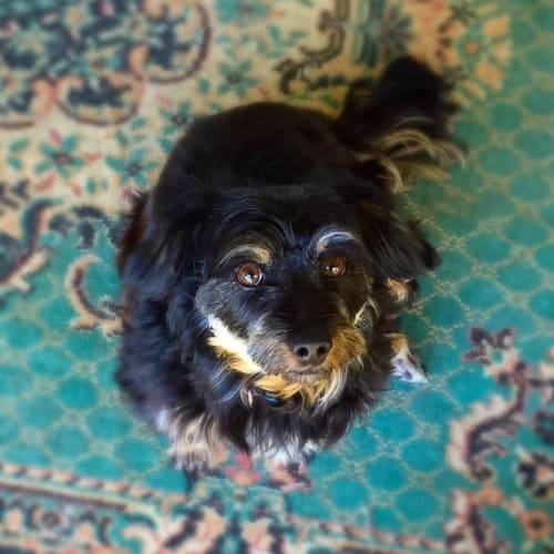 Nellie Bea