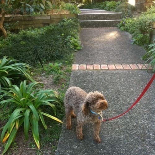 Chocco (Dog Friendly)