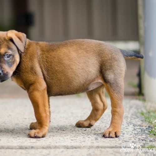 Kepner (Dog/Cat Friendly)