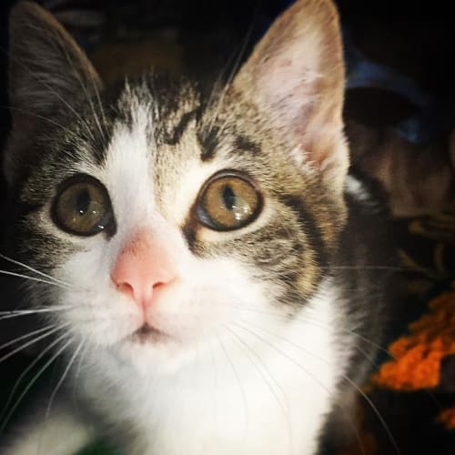 Tilly