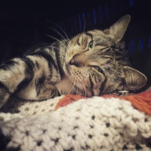 Tobias