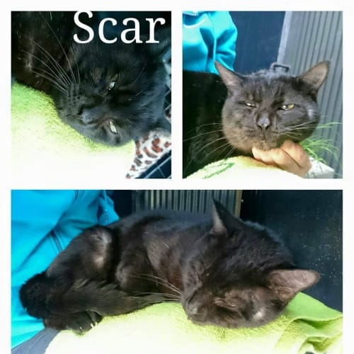 Scar @ The Pet House Tuggerah