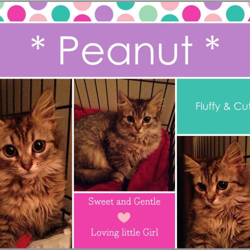 Peanut
