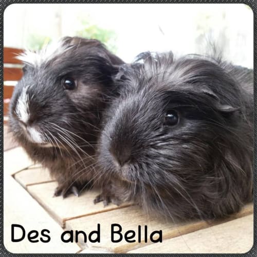 Des and Bella