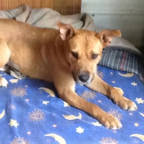 Gypsy (at Rspca Big Adopt day Sept 19 Brisbane)