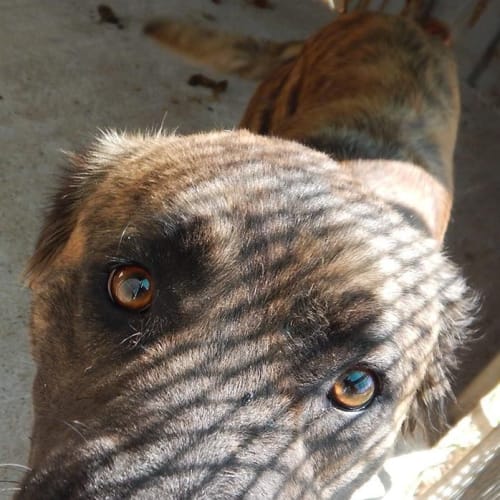 Zahara (at Rspca Big Adopt day Sept 19 Brisbane)