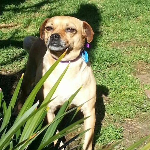 Pugsly