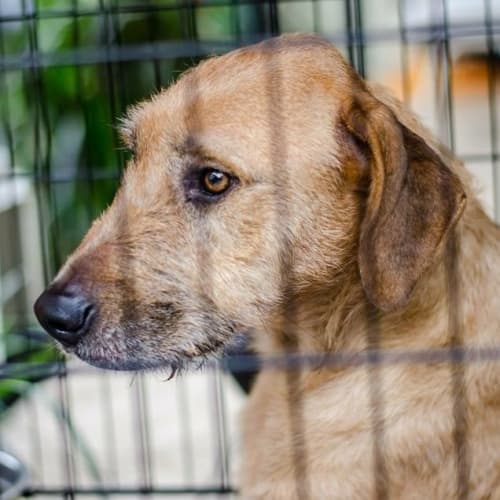 Tayla (Dog/Child Friendly)