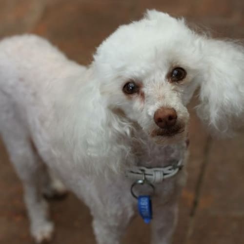 Coco (Dog Friendly)