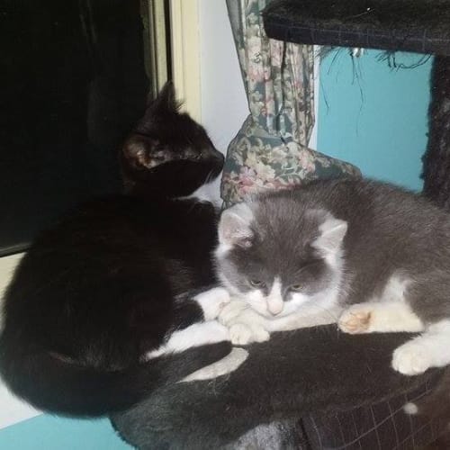 Holly (No more enquiries please)