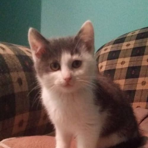 Lottie (No more enquiries please)