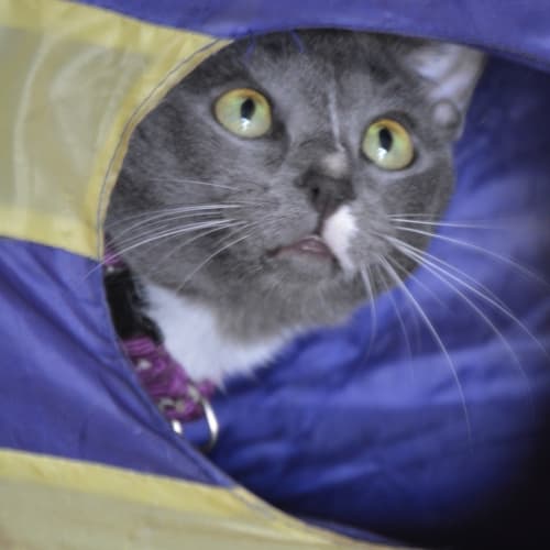 Kesha (Bec42268) *Adopted*