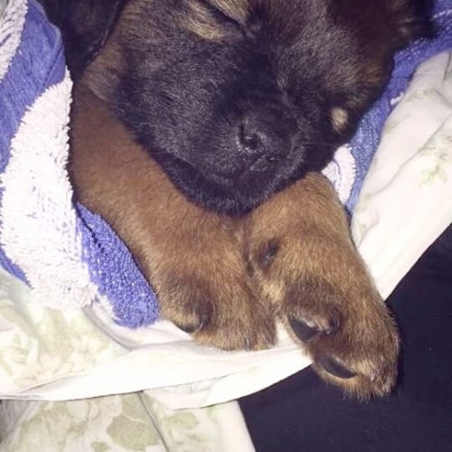 Harley