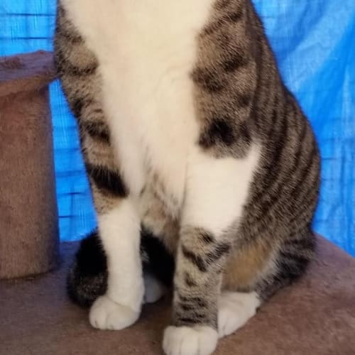 Simon
