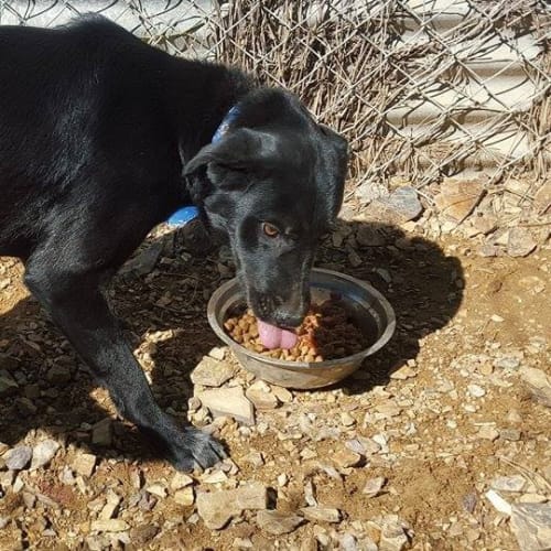 Tasmin (at Rsca Big Adopt day Sept 19 Brisbane)