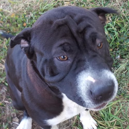 Snooki (at Rspca Big Adopt day Sept 19 Brisbane)