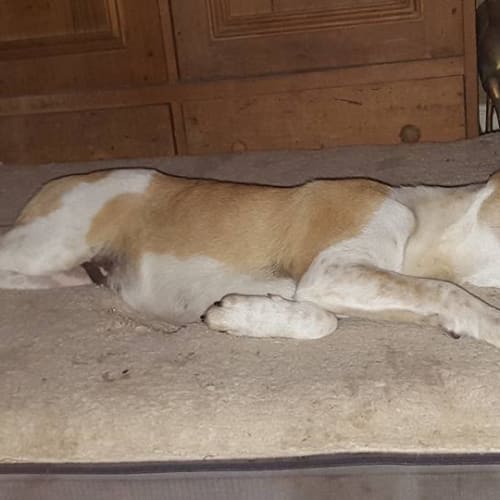 Sinatra (adoption pending)