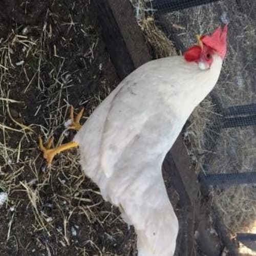 Priscilla