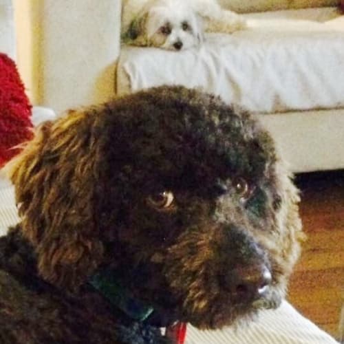 Toby (Mini Poodle)