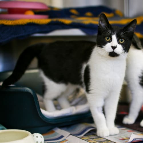 Oreo