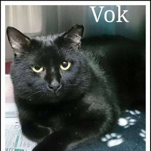 Vok