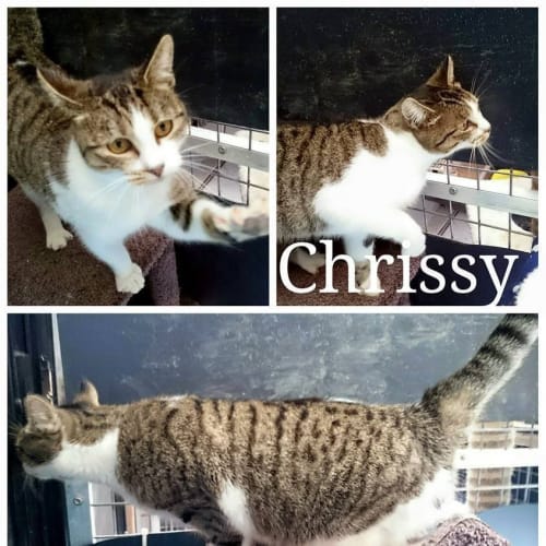 Chrissy