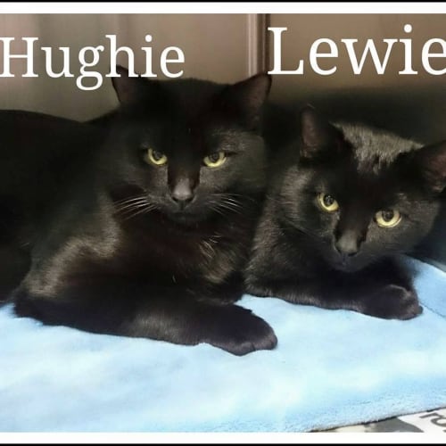 Hughie & Lewie