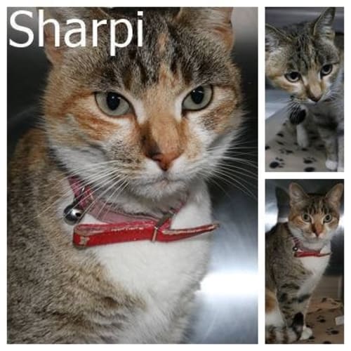 Sharpi