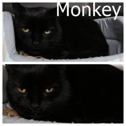 Monkey