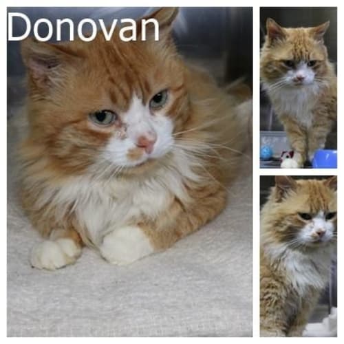 Donovan