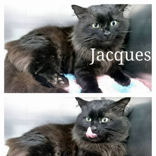 Jacques