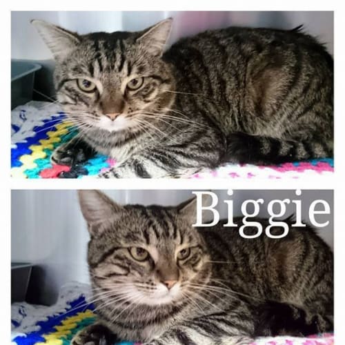 Biggie