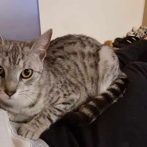 Sylvie