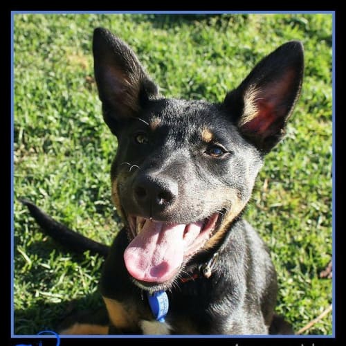 Storm ~ young kelpie, male (trial 6/11/15)