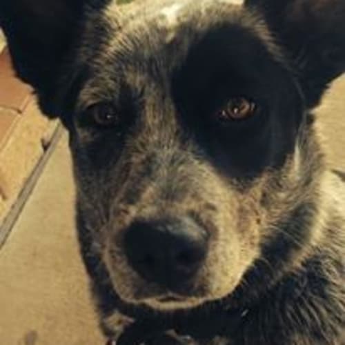 Elka (adoption pending)