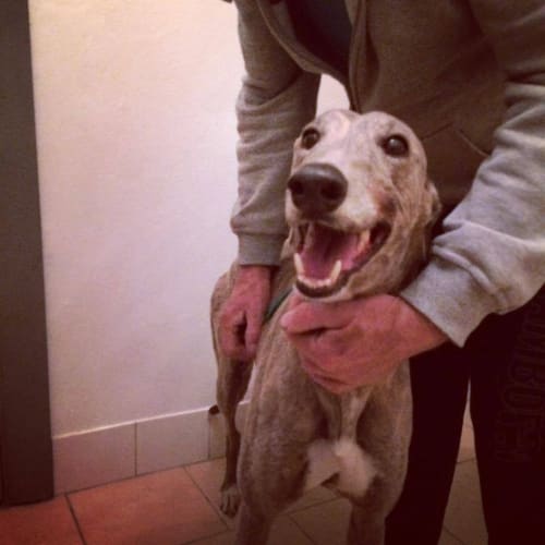 Tuppy **Adopted**